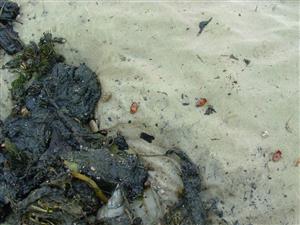 Lontov, individ. zber